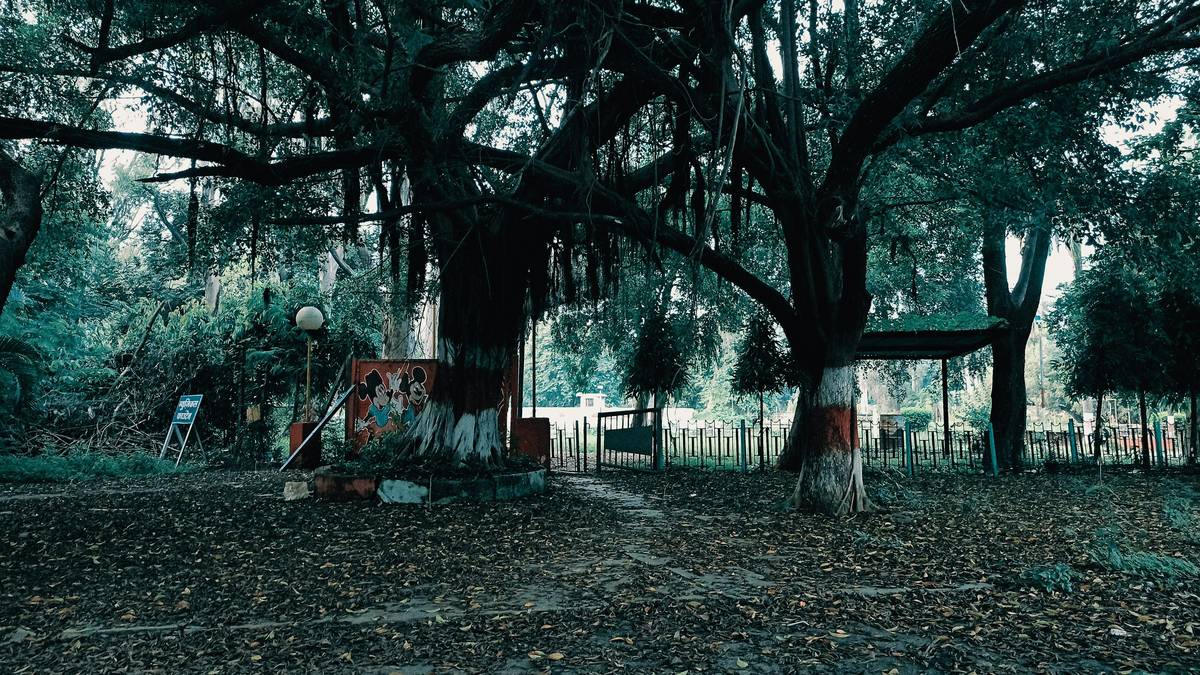 empty garden front, halloween theme, green garden. abandoned garden. abandoned place.